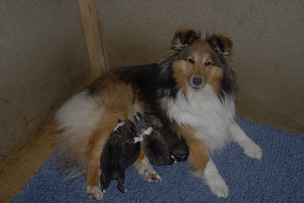 29 avril, les chiots ont une semaine.